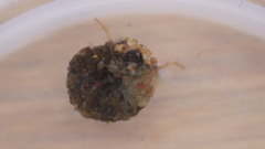 Helicopsyche borealis