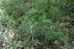 Galium uniflorum