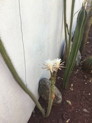 Nyctocereus