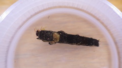 Lepidostoma