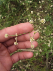 Pfaffia glomerata