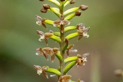 Cranichis ciliata