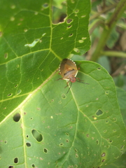 Chinavia erythrocnemis
