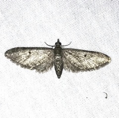 Eupithecia matheri