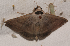 Pantydia capistrata