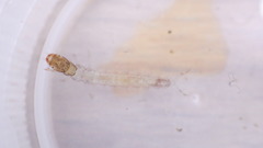 Polycentropus