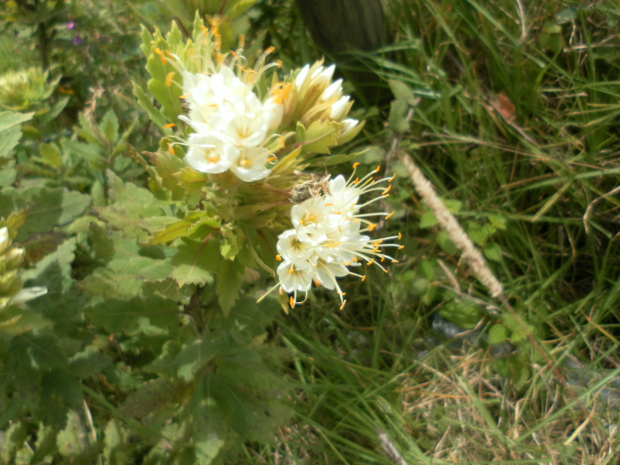 Cantua quercifolia image