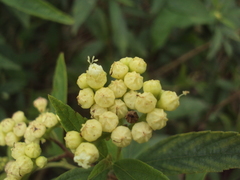 Varronia dichotoma