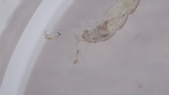 Polycentropus