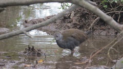 Pardirallus nigricans