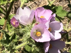 Malacothamnus lucianus