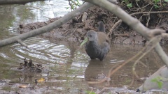 Pardirallus nigricans