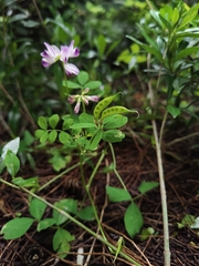 Astragalus sinicus