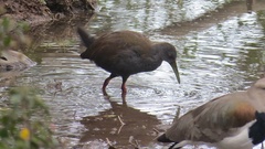 Pardirallus nigricans