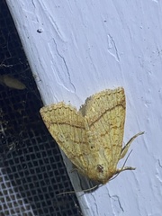 Pyreferra hesperidago