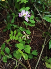 Astragalus sinicus