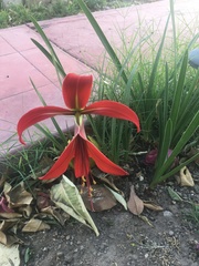 Sprekelia