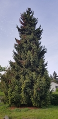 Picea