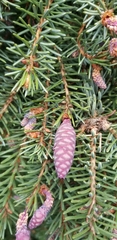 Picea