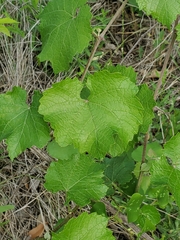 Vitis berlandieri