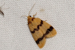 Heliosia jucunda