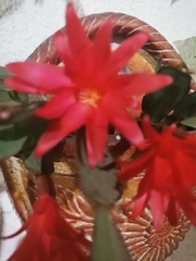 Aporocactus flagelliformis