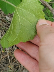 Vitis berlandieri
