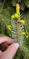 Picea