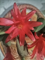 Aporocactus flagelliformis