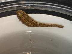Whitmania pigra