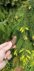 Picea