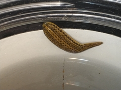 Whitmania pigra