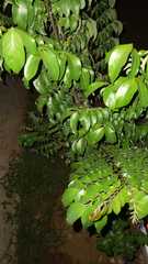 Averrhoa carambola