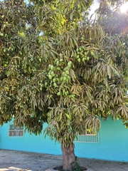 Mangifera indica