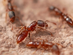 Ponera pennsylvanica