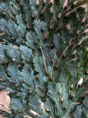 Trichomanes obscurum