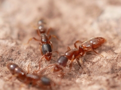 Ponera pennsylvanica