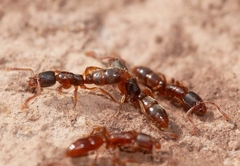 Ponera pennsylvanica