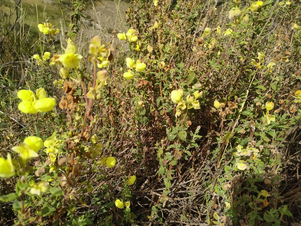 Calceolaria parvifolia (Calceolaria parvifolia)