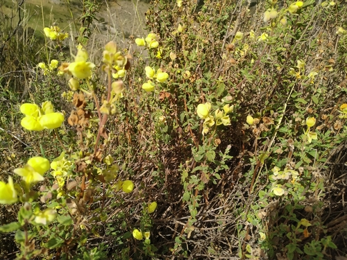 Calceolaria parvifolia (Calceolaria parvifolia)