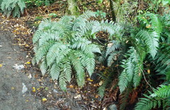 Polystichum neozelandicum zerophyllum × vestitum