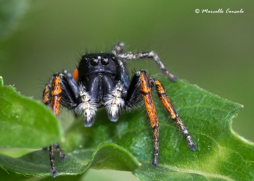 Red-bellied Jumping Spider