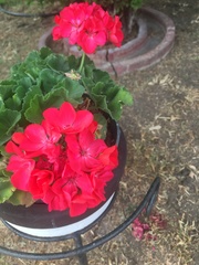 Pelargonium