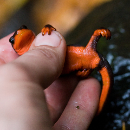 Red-bellied Newt