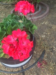 Pelargonium