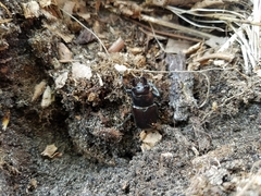 Lucanus placidus