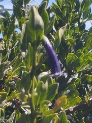 Dunalia brachyacantha