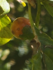 Dunalia brachyacantha