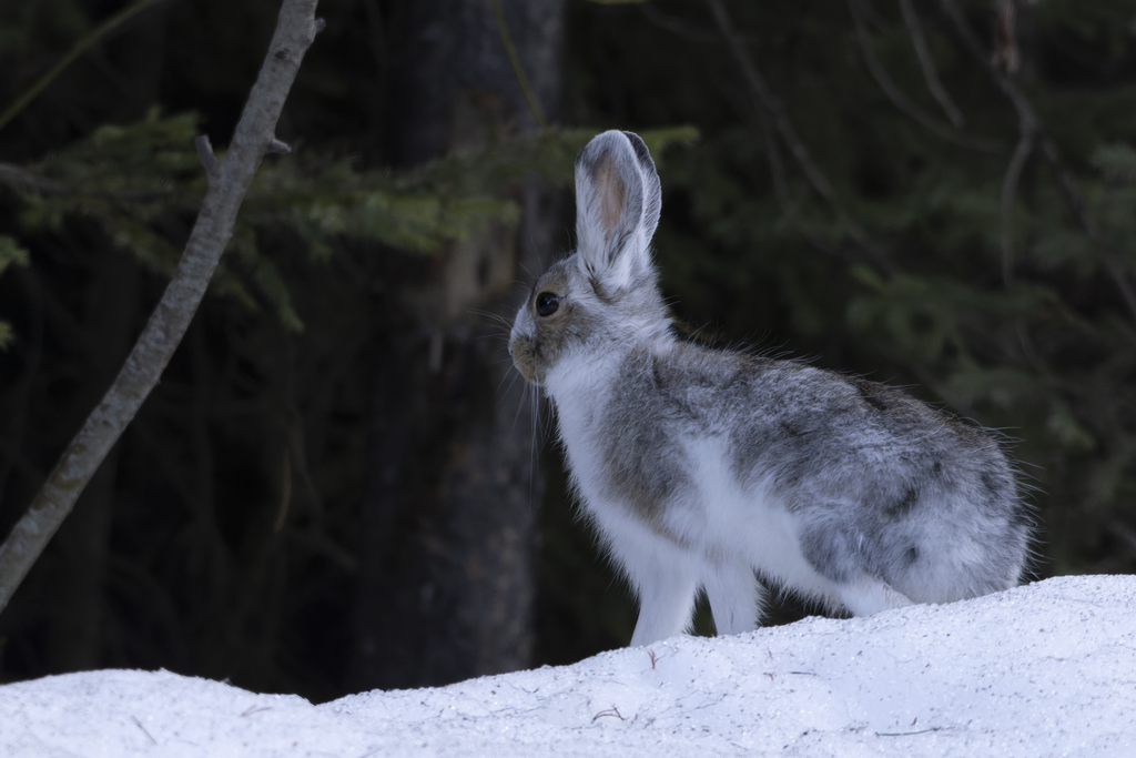 Snowshoe Hare From Central Okanagan BC Canada On May 01 2022 At 08   Large 