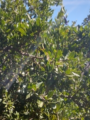 Dunalia brachyacantha